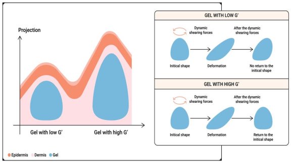 Hyaluronic Acid: A Comprehensive Review of Rheological Insights for Clinical Practice