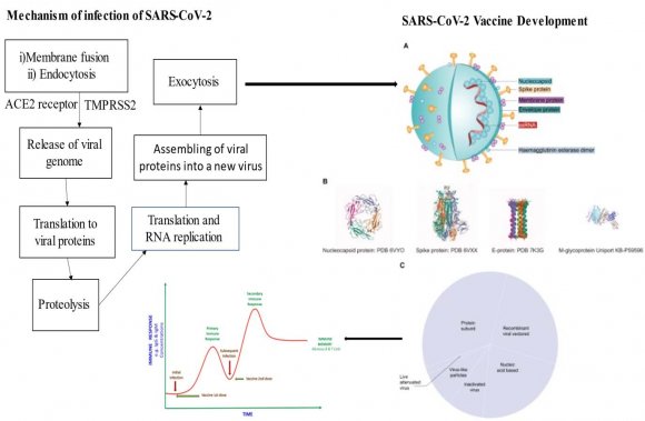Moderna and the Vaccine Research Centre is working on mRNA based vaccine encapsulated in lipid nanoparticles whereas Serum Institute of India in collaboration with Codagenix is currently focused on development of live attenuated vaccine. Biotech ventures in India are working together to develop subunit vaccines, inactivated viral vaccines, attenuated recombinant vaccines and using codonoptimization. Therefore, the following review paper will gain insights into the emergence, transmission, immune dysregulation concerning public health, immune response of the individuals, and overview of vaccine development and understanding of COVID-19 vaccine.